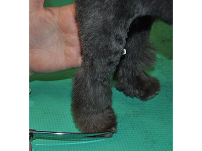 How to Learn the Asian Fusion Pet Grooming Technique